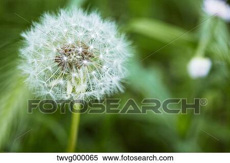 Stock Photography - Dandelion. Fotosearch