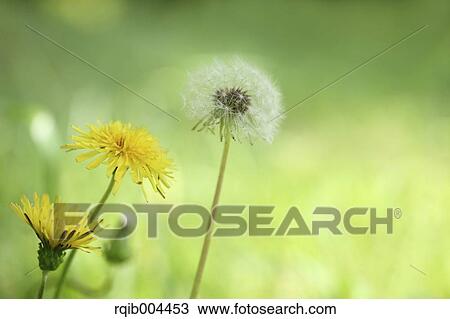 Dandelions View Large Photo Image Stock Image - Dandelions. Fotosearch