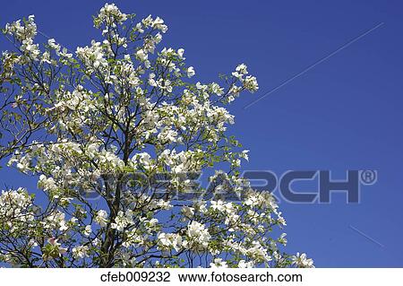 Dogwood flowers and blue sky View Large Photo Image Stock Image - Dogwood flowers and blue sky. Fotosearch