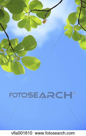 Dogwood leaves and blue sky View Large Photo Image Stock Image - Dogwood leaves and blue sky. Fotosearch