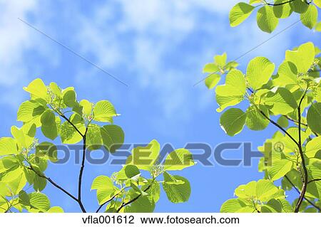 Dogwood leaves and blue sky with clouds View Large Photo Image Stock Image - Dogwood leaves and blue sky with clouds. Fotosearch