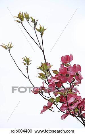 Stock Image - Dogwood. Fotosearch