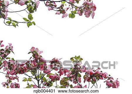 Dogwood View Large Photo Image Stock Image - Dogwood. Fotosearch