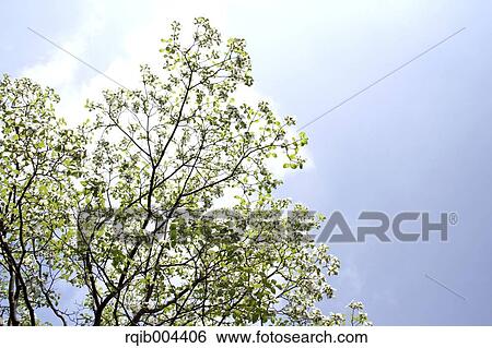 Stock Photograph - Dogwood. Fotosearch
