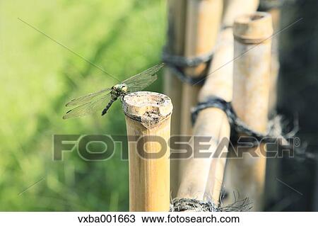 Stock Image - Dragonfly on bamboo fence. Fotosearch