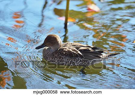 Duck at Ueno Park, Tokyo View Large Photo Image Stock Photo - Duck at Ueno Park, Tokyo. Fotosearch