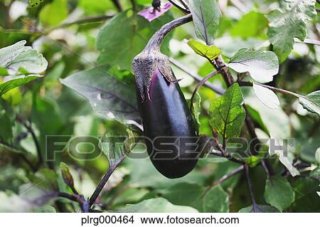 Picture - Eggplant. Fotosearch