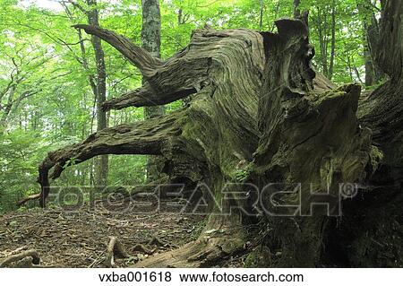 Fallen tree in a forest View Large Photo Image Stock Photo - Fallen tree in a forest. Fotosearch