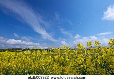 Field mustard and sky, Akita Prefecture View Large Photo Image Stock Image - Field mustard and sky, Akita Prefecture. Fotosearch