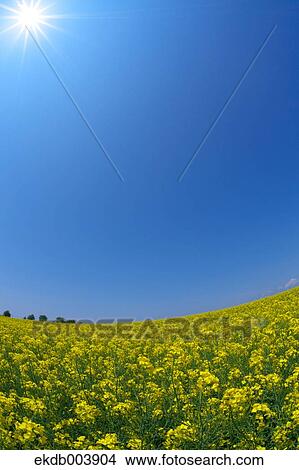 Picture - Field mustard and sky, Hokkaido. Fotosearch