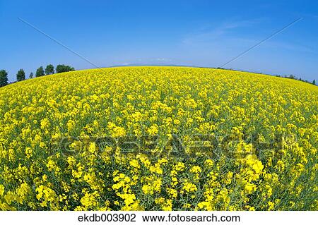 Field mustard and sky, Hokkaido View Large Photo Image Stock Image - Field mustard and sky, Hokkaido. Fotosearch