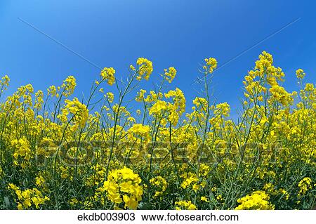 Field mustard and sky, Hokkaido View Large Photo Image Stock Image - Field mustard and sky, Hokkaido. Fotosearch