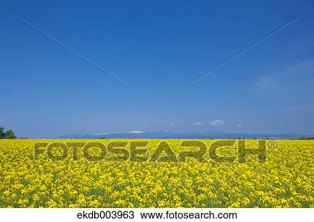 Stock Image - Field mustard and sky, Hokkaido. Fotosearch