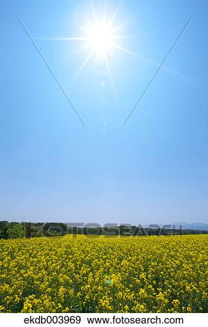 Field mustard and sky, Hokkaido View Large Photo Image Stock Photo - Field mustard and sky, Hokkaido. Fotosearch
