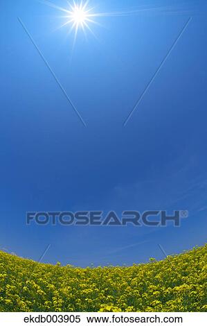 Stock Photography - Field mustard and sky, Hokkaido. Fotosearch