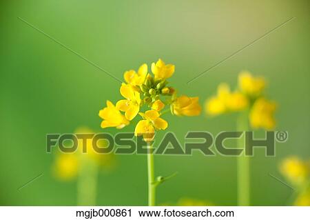 Stock Image - Field mustard. Fotosearch