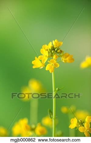 Stock Image - Field mustard. Fotosearch