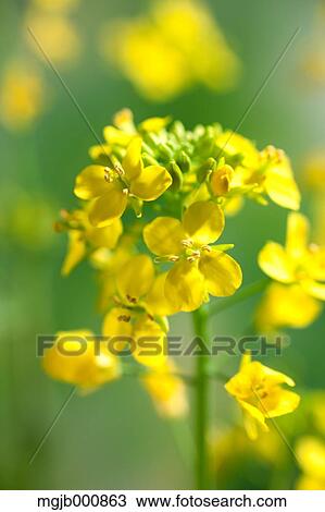 Field mustard View Large Photo Image Stock Image - Field mustard. Fotosearch
