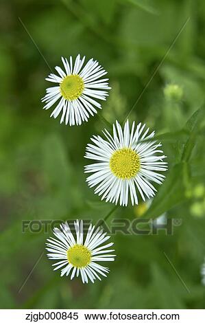 Fleabane flowers View Large Photo Image Stock Photography - Fleabane flowers. Fotosearch