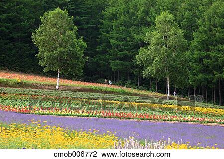 Flower field, Hokkaido View Large Photo Image Stock Image - Flower field, Hokkaido. Fotosearch