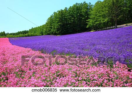 Stock Photography - Flower field, Hokkaido. Fotosearch
