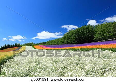 Flower fields and sky with clouds, Hokkaido View Large Photo Image Stock Image - Flower fields and sky with clouds, Hokkaido. Fotosearch