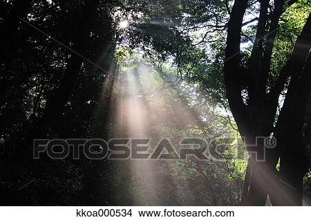 Picture - Forest at summer, Mie Prefecture. Fotosearch