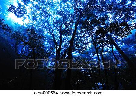 Picture - Forest at summer, Mie Prefecture. Fotosearch