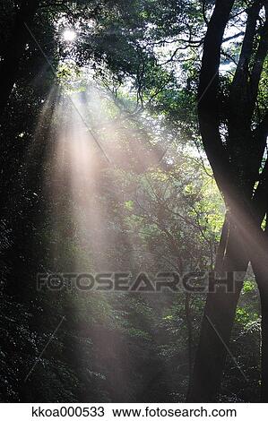 Stock Image - Forest at summer, Mie Prefecture. Fotosearch