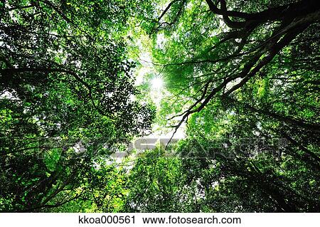 Forest at summer, Mie Prefecture View Large Photo Image Stock Image - Forest at summer, Mie Prefecture. Fotosearch