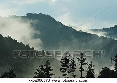 Stock Image - Forest at summer, Mie Prefecture. Fotosearch
