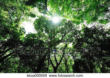 Stock Photo - Forest at summer, Mie Prefecture. Fotosearch