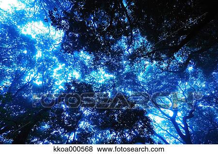 Forest at summer, Mie Prefecture View Large Photo Image Stock Photo - Forest at summer, Mie Prefecture. Fotosearch