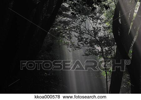Forest at summer, Mie Prefecture View Large Photo Image Stock Photo - Forest at summer, Mie Prefecture. Fotosearch