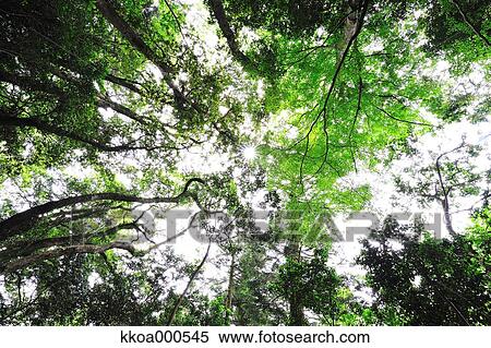 Stock Photography - Forest at summer, Mie Prefecture. Fotosearch