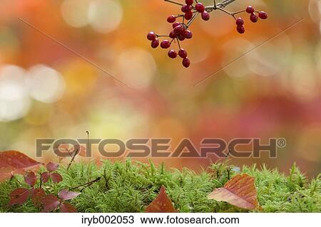 Forest in Autumn View Large Photo Image Stock Image - Forest in Autumn. Fotosearch