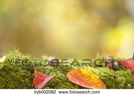 Forest in Autumn View Large Photo Image Stock Image - Forest in Autumn. Fotosearch