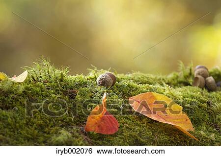Forest in Autumn View Large Photo Image Stock Photograph - Forest in Autumn. Fotosearch