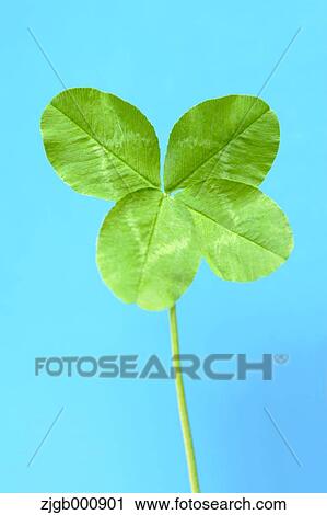 Four-leafed clover View Large Photo Image Stock Image - Four-leafed clover. Fotosearch