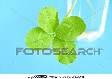 Four-leafed clover View Large Photo Image Stock Image - Four-leafed clover. Fotosearch