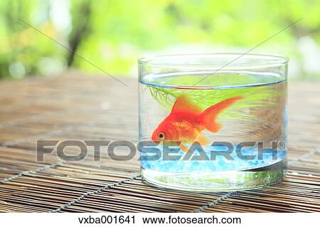 Goldfish in a bowl View Large Photo Image Stock Image - Goldfish in a bowl. Fotosearch