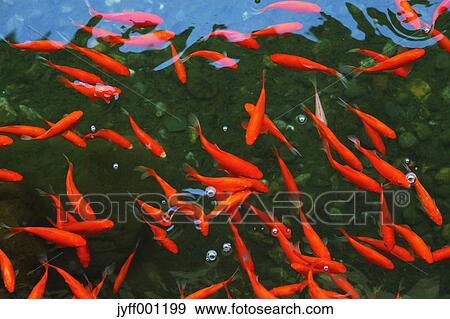 Goldfish shoal View Large Photo Image Stock Photo - Goldfish shoal. Fotosearch