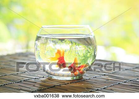Goldfishes in a bowl View Large Photo Image Stock Photo - Goldfishes in a bowl. Fotosearch