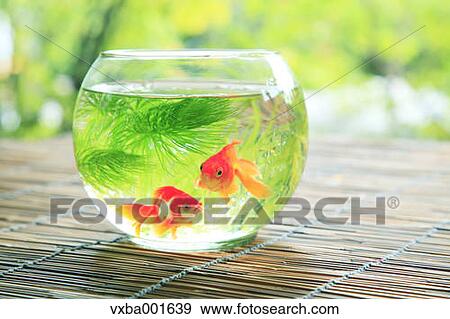 Goldfishes in a bowl View Large Photo Image Stock Photo - Goldfishes in a bowl. Fotosearch