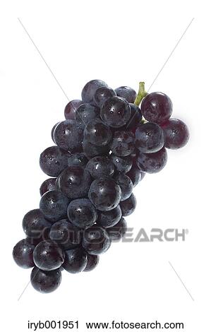 Grape View Large Photo Image Stock Image - Grape. Fotosearch