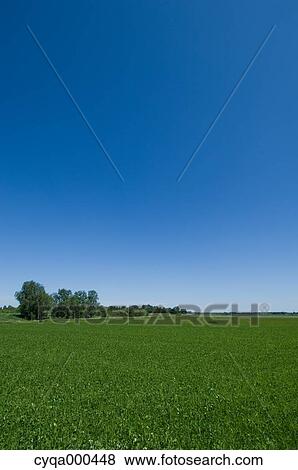 Grassland, Netherlands View Large Photo Image Stock Photo - Grassland, Netherlands. Fotosearch
