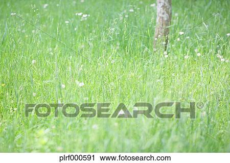Grassland View Large Photo Image Stock Image - Grassland. Fotosearch