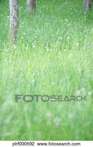 Grassland View Large Photo Image Stock Image - Grassland. Fotosearch