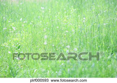 Grassland View Large Photo Image Stock Image - Grassland. Fotosearch