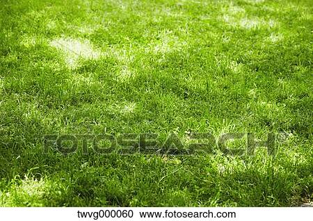 Grassland View Large Photo Image Stock Image - Grassland. Fotosearch